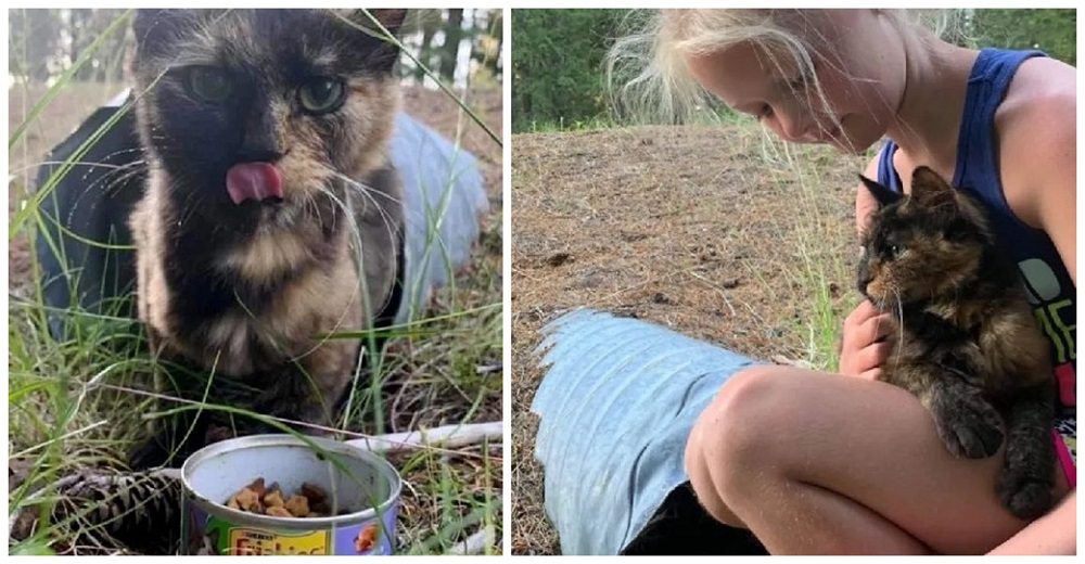 Gatita callejera se acerca a una familia desde un drenaje suplicando ayuda para dar a luz