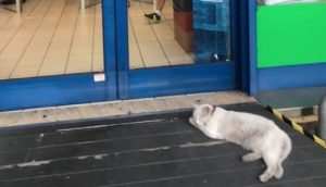 Una gatita se niega a abandonar la puerta de la tienda a la que iba con su dueña fallecida