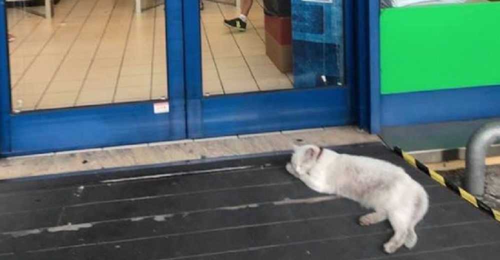Una gatita se niega a abandonar la puerta de la tienda a la que iba con su dueña fallecida