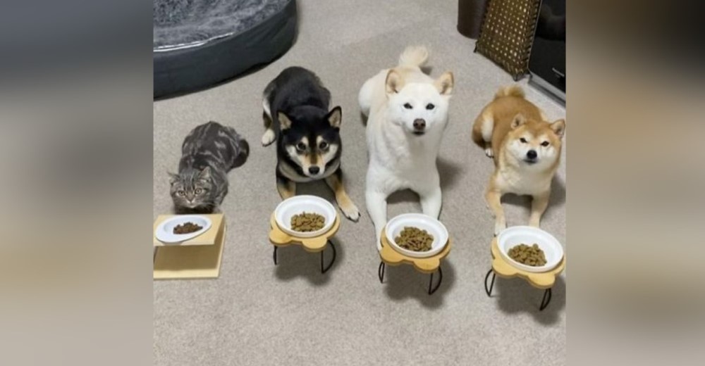 Una gatita teme ser rechazada y se comporta como un perro para encajar en la familia Una gatita teme ser rechazada y se comporta como un perro para encajar en la familia