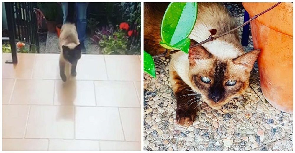 Descubren a una gatita escapándose de su hogar a su lugar favorito donde es tratada como reina Descubren a una gatita escapándose de su hogar a su lugar favorito donde es tratada como reina