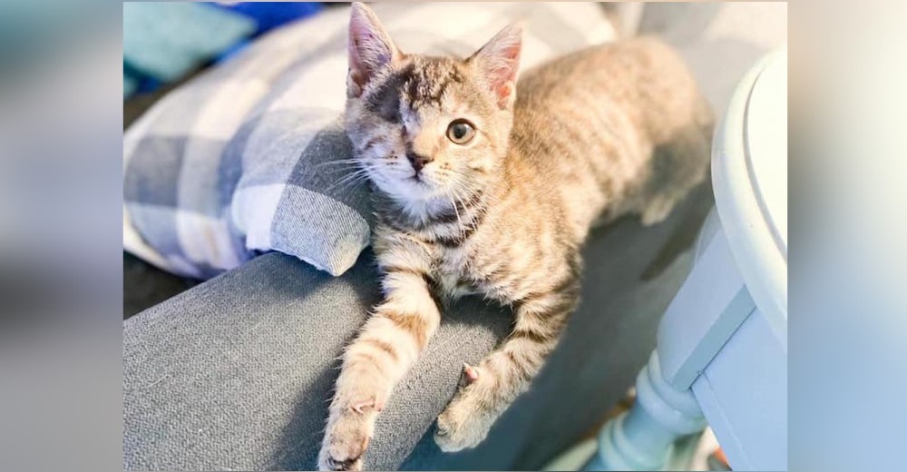 Sobrevive tras perder su ojo esperando ser amada y nadie ha querido adoptarla por su apariencia Sobrevive tras perder su ojo esperando ser amada y nadie ha querido adoptarla por su apariencia