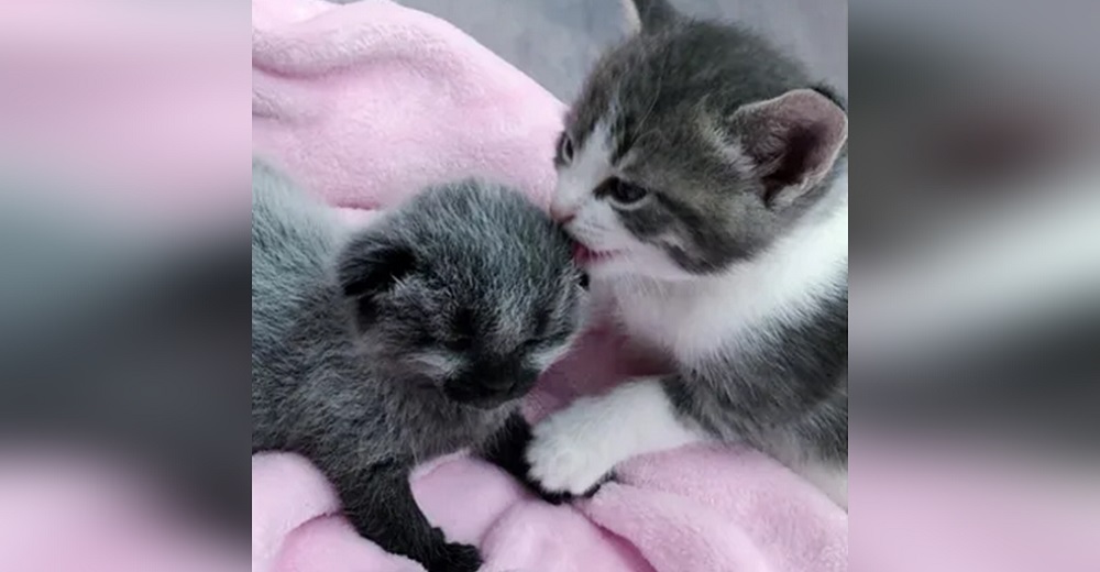 Gatita recién nacida lloraba solita a punto de morir hasta que otra minina la acogió como propia Gatita recién nacida lloraba solita a punto de morir hasta que otra minina la acogió como propia