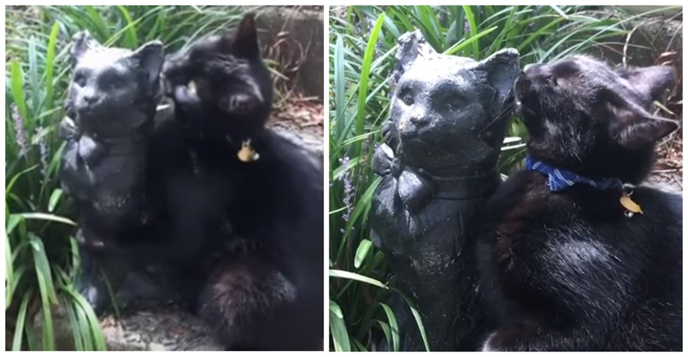 No entiende por qué el «gato» igual a él no se mueve y hace de todo para llamar su atención No entiende por qué el «gato» igual a él no se mueve y hace de todo para llamar su atención