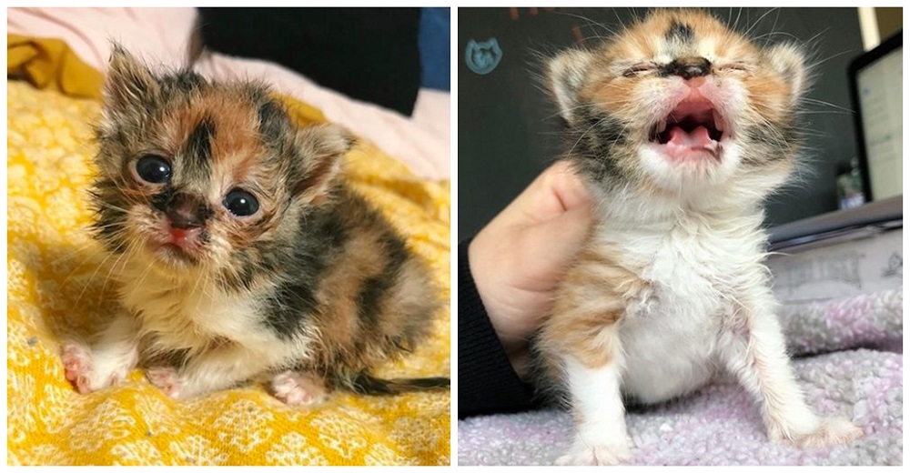 Gatita vuelve a ponerse de pie después de que la encontraron afuera de un restaurante solita