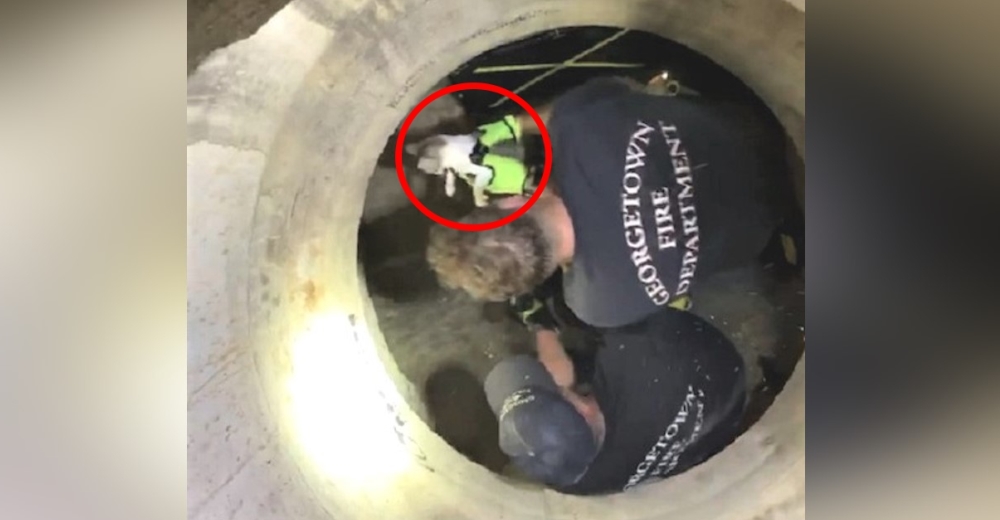 Los bomberos luchan con la esperanza de salvar a un gatito atrapado dentro de una alcantarilla Los bomberos luchan con la esperanza de salvar a un gatito atrapado dentro de una alcantarilla