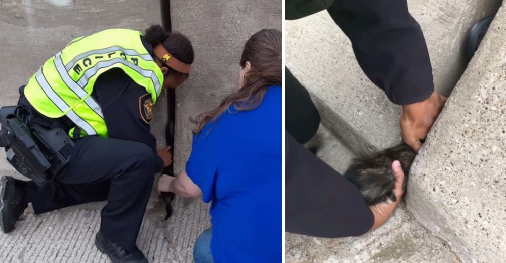 Mientras conducía logra ver una bola de pelos atascada en la autopista y decide regresar