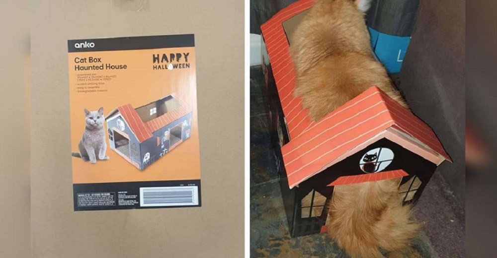 Le compran a su gato mimado la casita embrujada de sus sueños, no cabe en ella y él reacciona Le compran a su gato mimado la casita embrujada de sus sueños, no cabe en ella y él reacciona