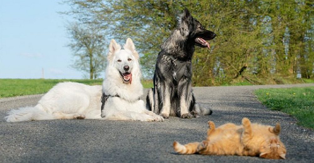 Nadie puede convencer a este gatito criado por una familia canina que no es un perro