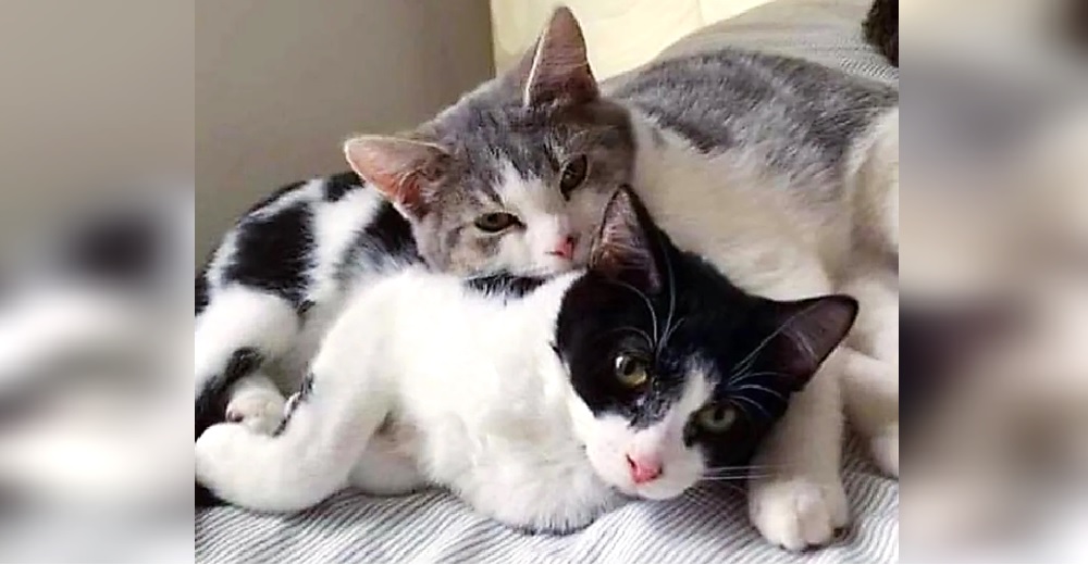 Desde que salvaron a 2 gatitos hermanos se niegan a separarse añorando tener una familia