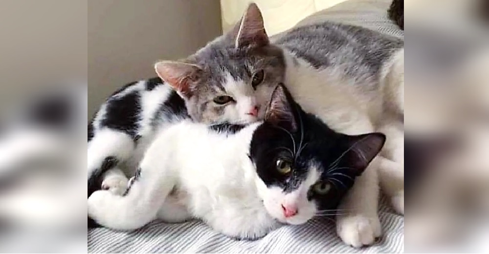 Desde que salvaron a 2 gatitos hermanos se niegan a separarse añorando tener una familia Desde que salvaron a 2 gatitos hermanos se niegan a separarse añorando tener una familia