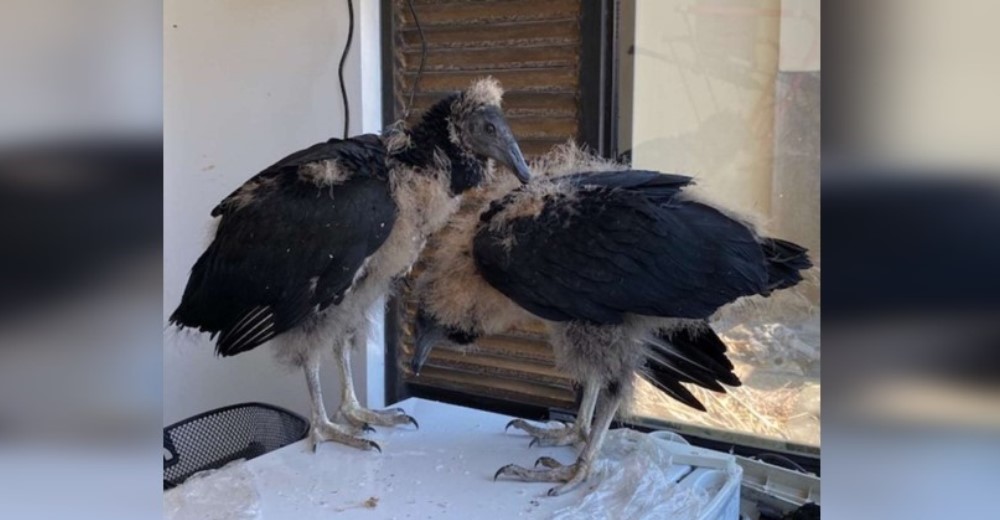 Encuentra a dos buitres en el patio y tras rescatarlos uno de ellos la persigue como un cachorro