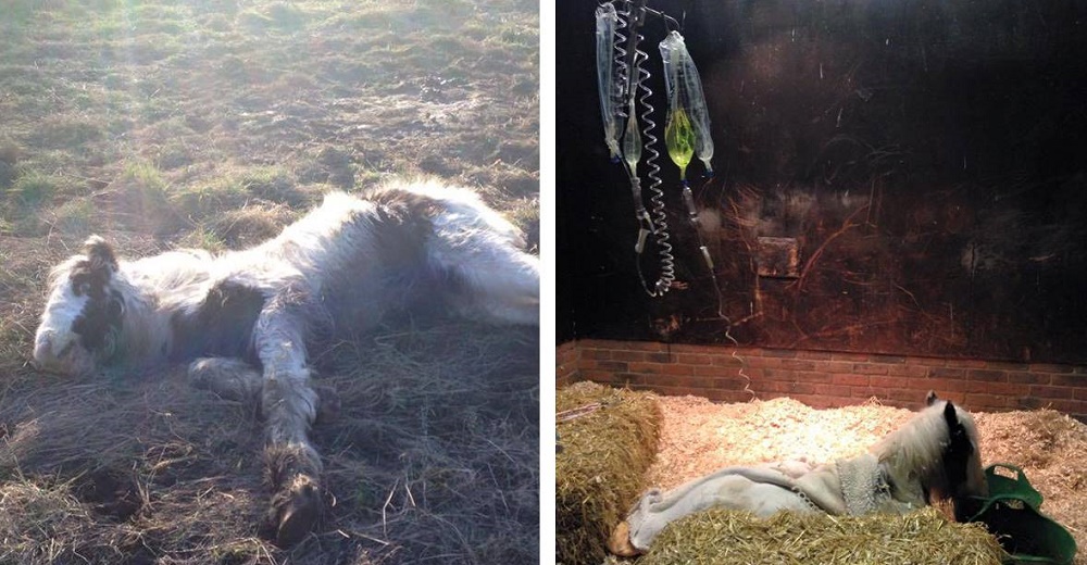 Potro dejado para morir en un campo desierto logra la recuperación más milagrosa gracias al amor Potro dejado para morir en un campo desierto logra la recuperación más milagrosa gracias al amor