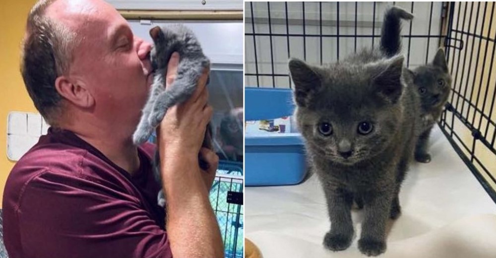 Trabajador de un refugio se ve obligado a adoptar al gatito que no paraba de maullarle Trabajador de un refugio se ve obligado a adoptar al gatito que no paraba de maullarle
