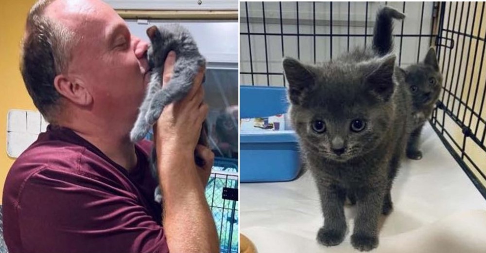 Trabajador de un refugio se ve obligado a adoptar al gatito que no paraba de maullarle