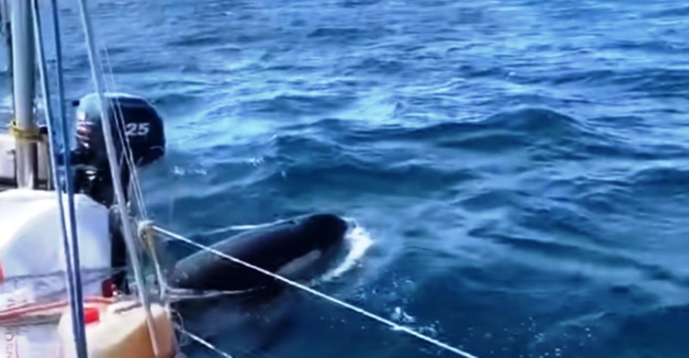 Graban el momento en que una manada de orcas ataca repetidamente un yate hasta detenerlo