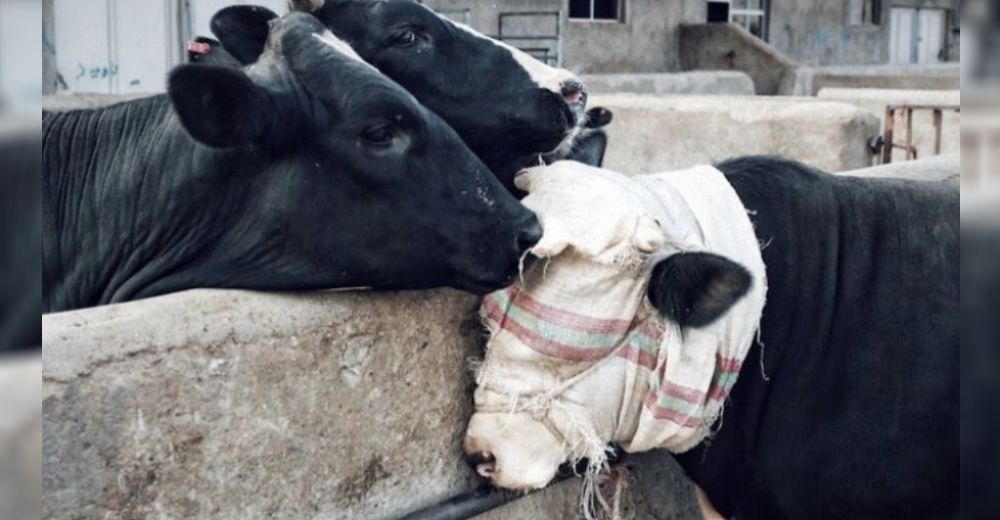 Dos vacas demuestran su dolor consolando su compañera que iba a ser llevada directo al matadero