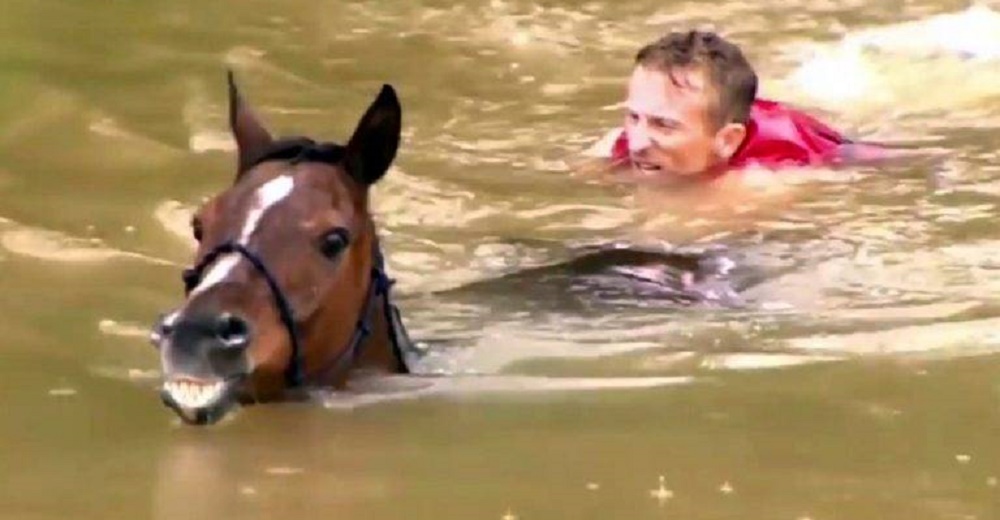 Arriesga su vida para salvar a 25 caballos al borde de la muerte y exige que no lo llamen héroe Arriesga su vida para salvar a 25 caballos al borde de la muerte y exige que no lo llamen héroe