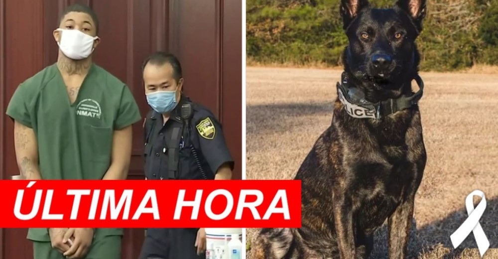 Condenan a 25 años de cárcel al hombre que acabó con la vida de un perro policía para huir