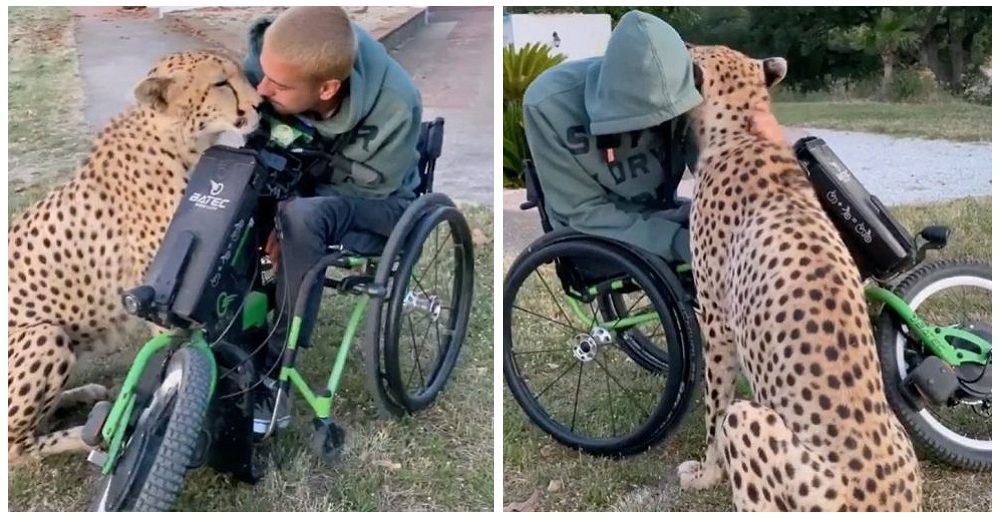 Graban a un enorme guepardo acercándose al rostro de un hombre en silla de ruedas