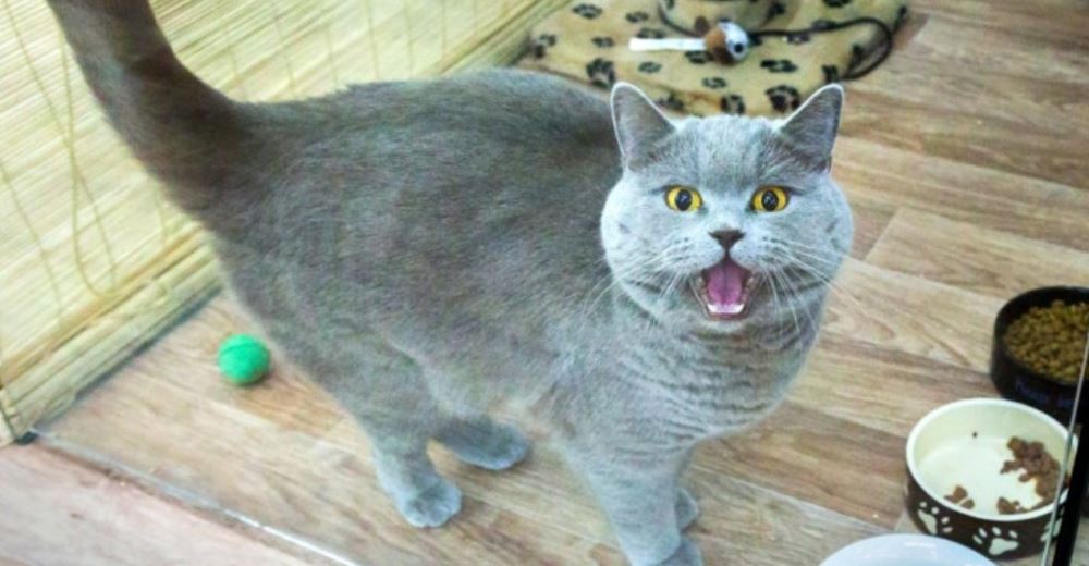 Asegura que su gato con «superpoderes» ya le cumplió 3 deseos y ahora lo vende por 110.000 euros Asegura que su gato con «superpoderes» ya le cumplió 3 deseos y ahora lo vende por 110.000 euros