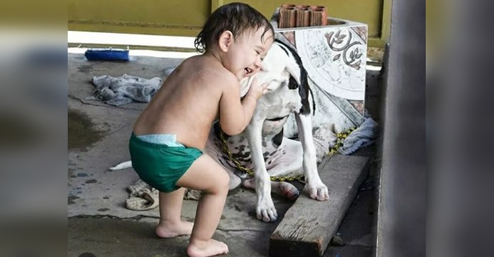 Perrito perdido se reencuentra con su pequeño humano que jamás dejó de preguntar por él Perrito perdido se reencuentra con su pequeño humano que jamás dejó de preguntar por él