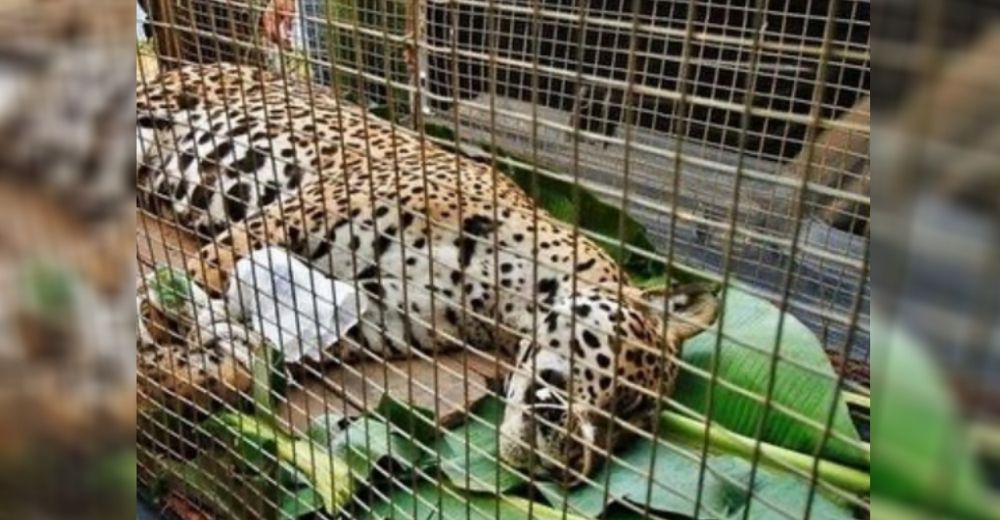 Un jaguar chamuscado invade casas porque su hogar se incendió y las autoridades actúan Un jaguar chamuscado invade casas porque su hogar se incendió y las autoridades actúan