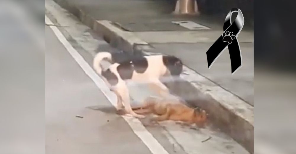 «Vamos amigo, levántate» – Un desesperado perrito lucha por reanimar a su amigo fallecido
