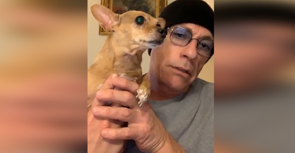 El actor Jean-Claude Van Damme se enfrenta a las autoridades para salvar a una chihuahua El actor Jean-Claude Van Damme se enfrenta a las autoridades para salvar a una chihuahua