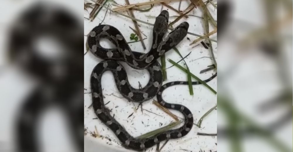 Se hace viral la reacción de una mujer al hallar una serpiente de dos cabezas mientras limpiaba