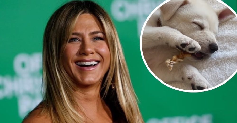 Jennifer Aniston presenta a su nuevo «bebé» adoptado en un video que derrite a las redes Jennifer Aniston presenta a su nuevo «bebé» adoptado en un video que derrite a las redes