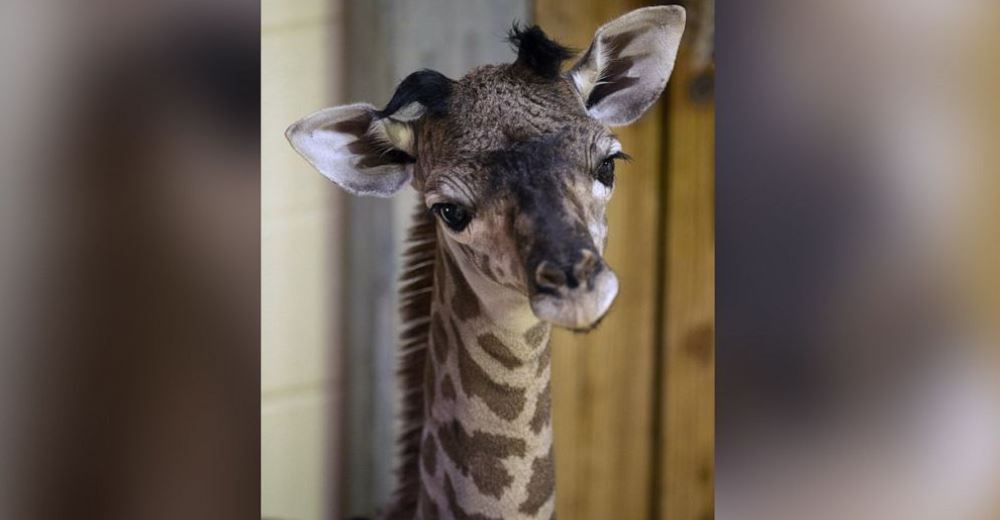 Nace una dulce jirafa bebé en Disney desafiando la amenaza de su especie