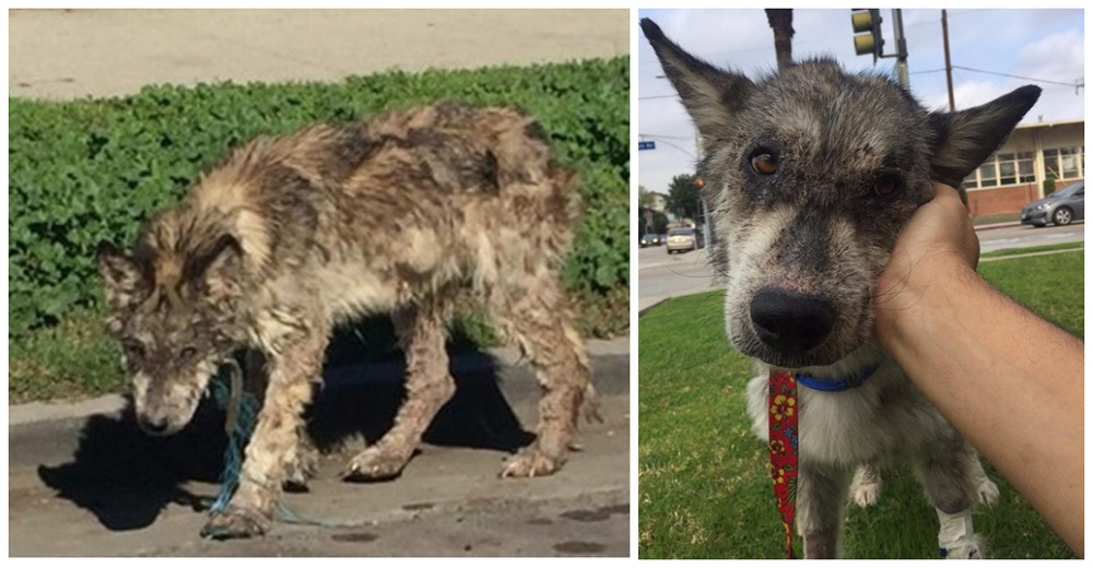 Luchan por acercarse a la criatura enferma que necesitaba ayuda urgente sin saber qué animal era