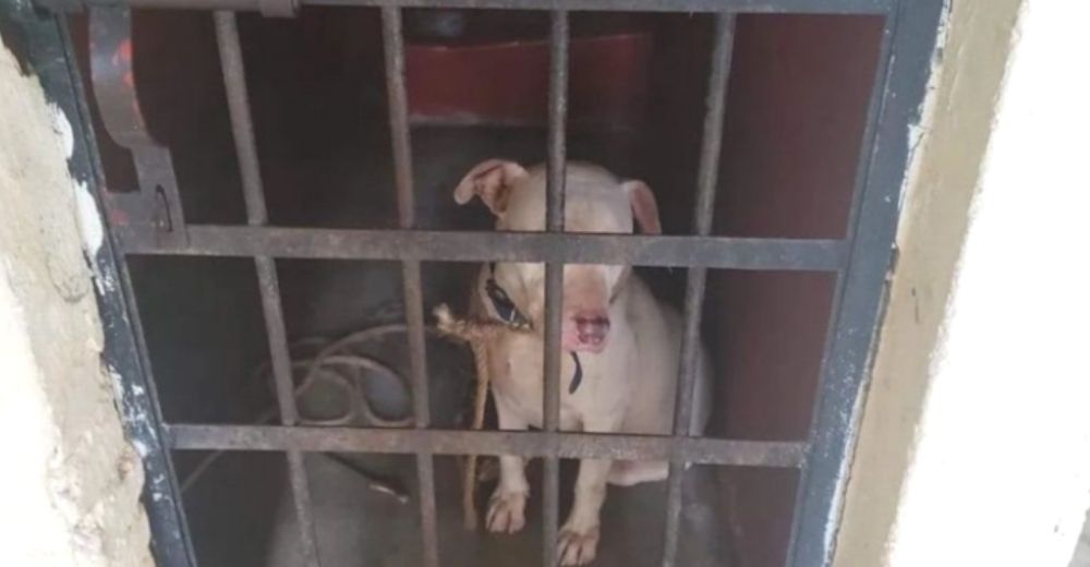 Inocente pitbull encontrado en la calle es encarcelado y condenado a morir sólo por «precaución»