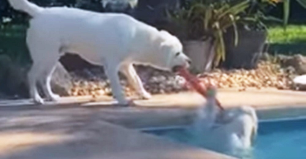 Un labrador lucha por rescatar a su hermana de la piscina usando todo ingenio y se hace viral Un labrador lucha por rescatar a su hermana de la piscina usando todo ingenio y se hace viral