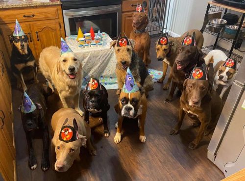 La fiesta de cumpleaños de los perritos mejor comportados de todos los