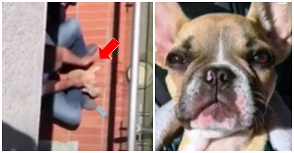 Piden justicia para Lucky después de que un juez ordenara su regreso a manos de su maltratador Piden justicia para Lucky después de que un juez ordenara su regreso a manos de su maltratador