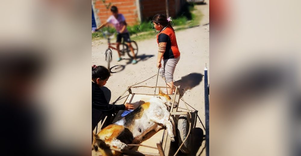 Captan a una humilde niña llevando a su perrita en una carreta después del mayor acto de amor