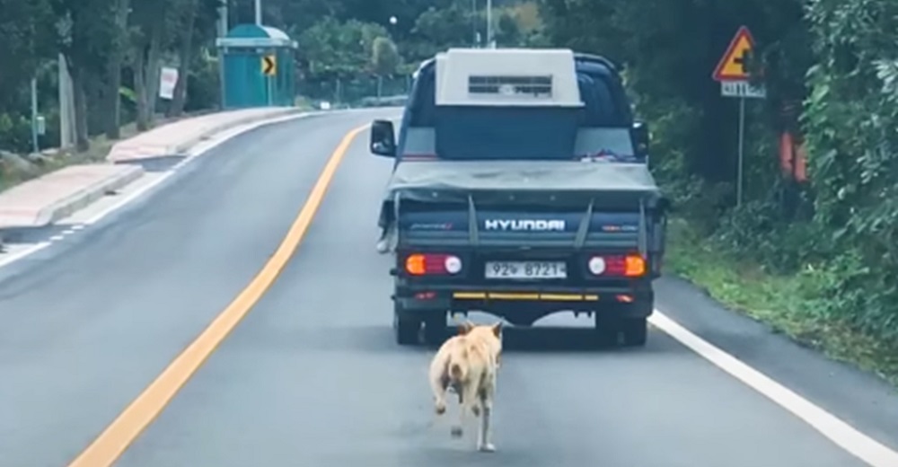 Madre persigue con desesperación al camión que se llevó a sus cachorritos