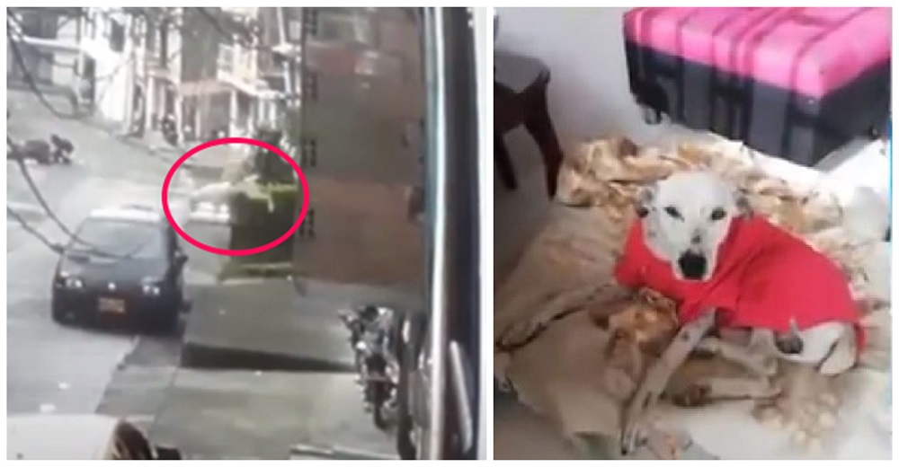 Exigen justicia para el perro que terminó con fracturas por colarse a una casa sin permiso Exigen justicia para el perro que terminó con fracturas por colarse a una casa sin permiso