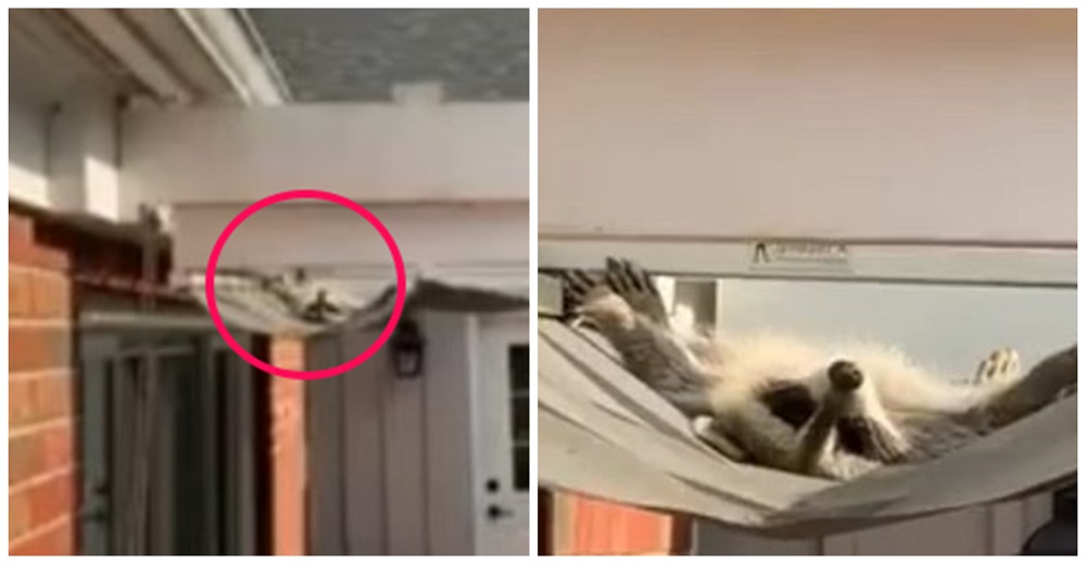 Mapache de 7 kilos consigue la relajación máxima en el toldo de una casa, pero le dura poco Mapache de 7 kilos consigue la relajación máxima en el toldo de una casa, pero le dura poco