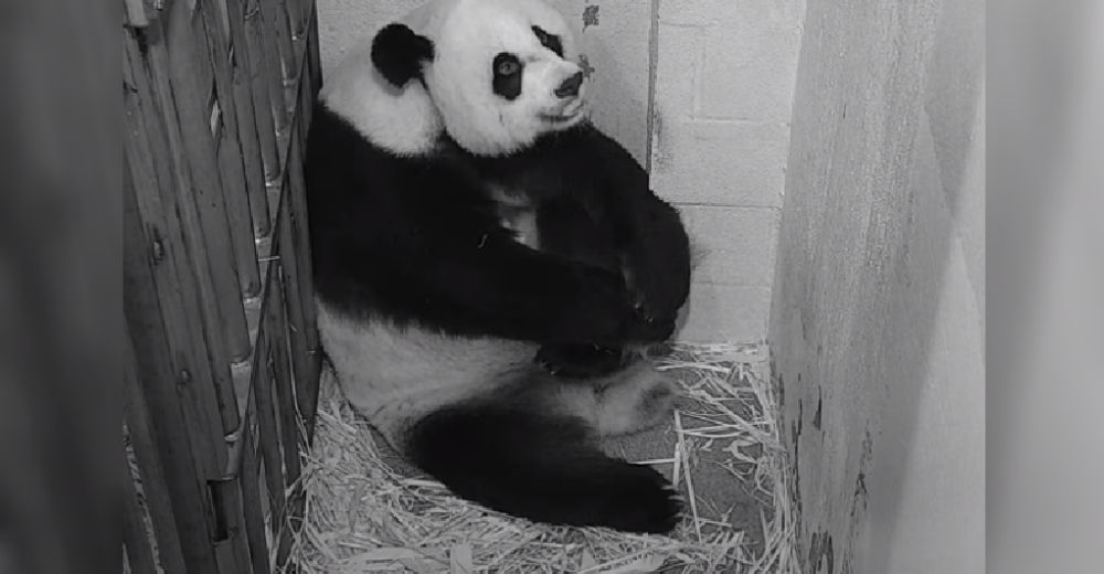 Graban el nacimiento de un bebé panda gigante en el interior de una estrecha jaula