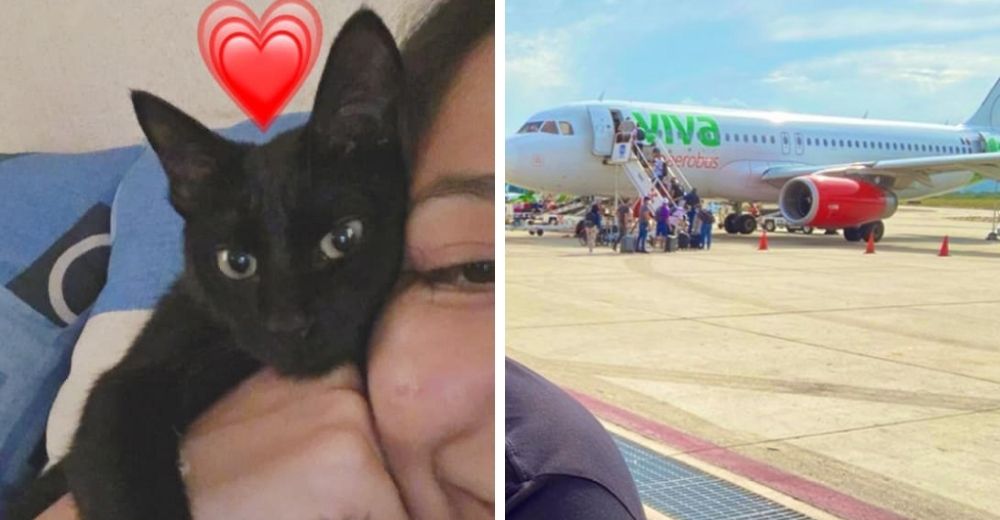 Paga un boleto para que su gata viaje con ella y al llegar a su destino le dicen que desapareció