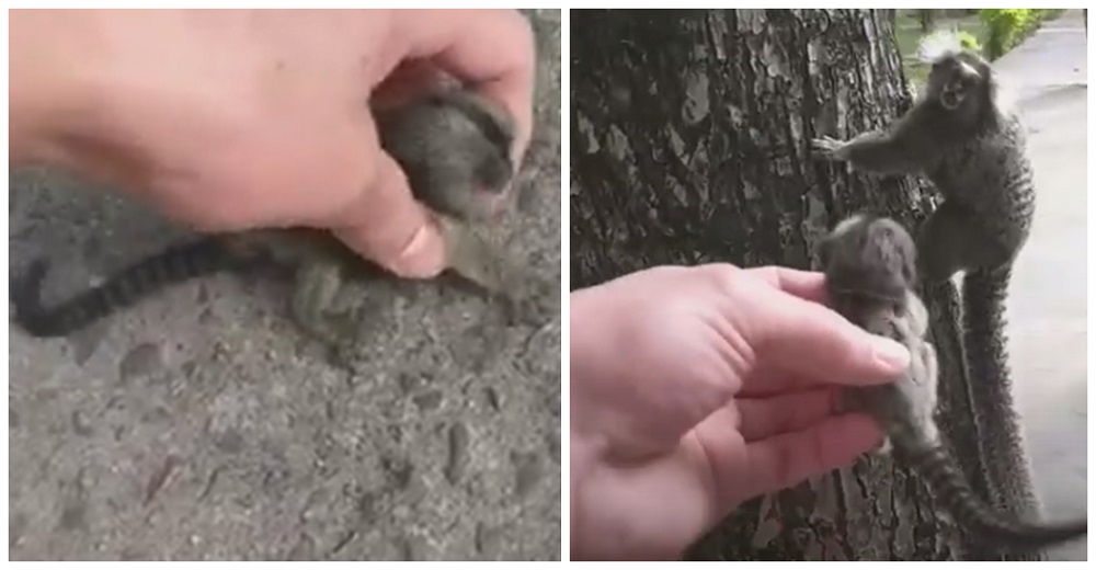 Trata de reunir al monito bebé con su angustiada madre con temor a ser atacado y ella reacciona Trata de reunir al monito bebé con su angustiada madre con temor a ser atacado y ella reacciona