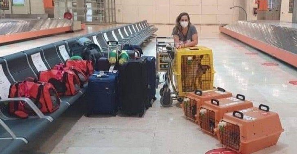 Viaja con sus 9 mascotas al mudarse de país y la aerolínea le envía un comunicado en pleno vuelo