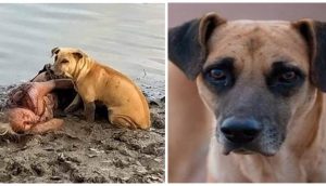 Una mujer ciega se desploma a orillas de un río y 2 perros sin hogar actúan para salvarla