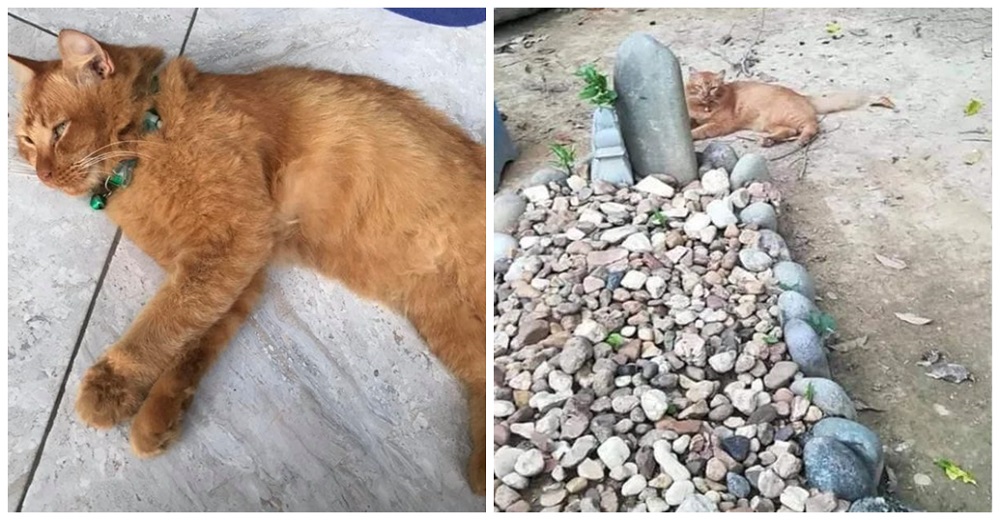Desolada gatita por la muerte de su dueño halla consuelo visitándolo cada día en su tumba