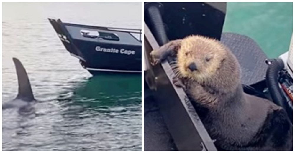 Nutria logra trepar con las justas a un bote antes de convertirse en la cena de una ballena