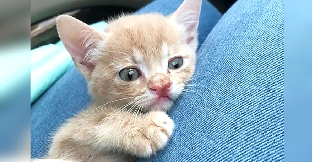 «Le daré una mejor vida»– Un gatito con una rara nariz no para de temblar hasta que recibe ayuda «Le daré una mejor vida»– Un gatito con una rara nariz no para de temblar hasta que recibe ayuda