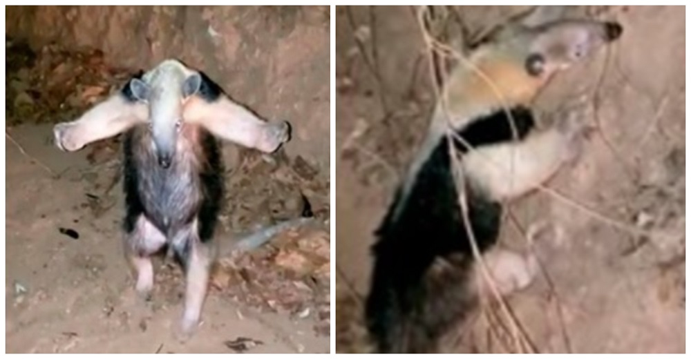 Oso hormiguero reacciona curiosamente al encontrarse con los bomberos que sólo querían ayudarlo Oso hormiguero reacciona curiosamente al encontrarse con los bomberos que sólo querían ayudarlo